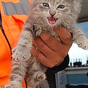 Athena participe au concours pour gagner de l'argent avec cette photo : kitten, cat, animal, pet, feline, fur, gray, cute, hand, person, orange_vest, indoor, office, workshop, holding, mouth_open, curious, young, small, whiskers