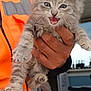 kitten, cat, animal, pet, feline, fur, gray, cute, hand, person, orange_vest, indoor, office, workshop, holding, mouth_open, curious, young, small, whiskers