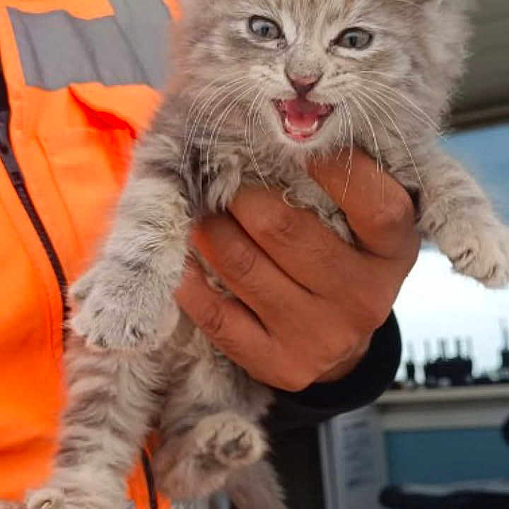 Athena participe au concours pour gagner de l'argent avec cette photo : animal, cat, curious, cute, feline, fur, gray, hand, holding, indoor, kitten, mouth_open, office, orange_vest, person, pet, small, whiskers, workshop, young