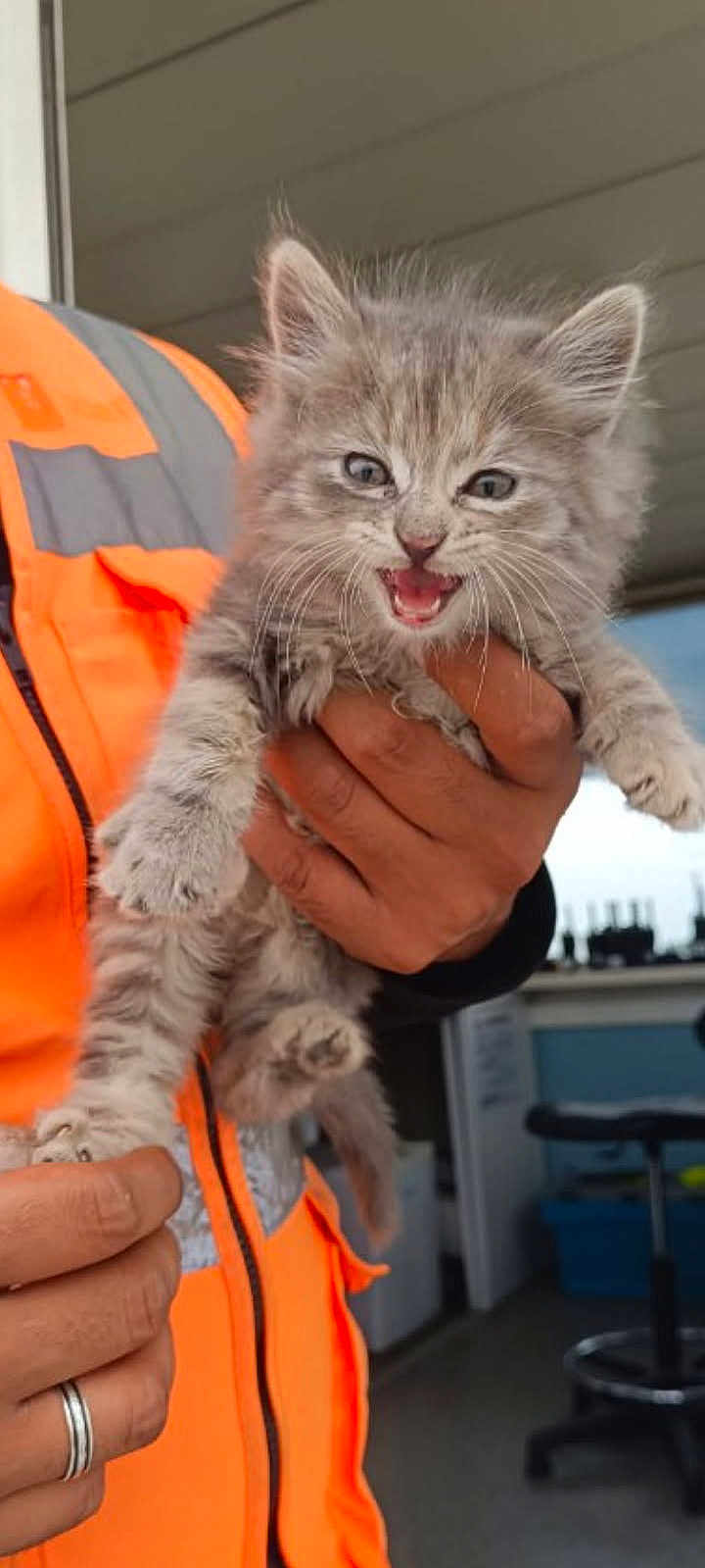 Athena participe au concours pour gagner de l'argent avec cette photo : kitten, cat, animal, pet, feline, fur, gray, cute, hand, person, orange_vest, indoor, office, workshop, holding, mouth_open, curious, young, small, whiskers