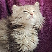 Athena a rejoint le concours — aidez-le/la à gagner de superbes lots ! adorable, animal, cat, close_up, cozy, cute, domestic_cat, feline, fluffy, fur, indoor, kitten, peaceful, pet, purple_blanket, relaxing, sleeping, soft_texture, whiskers, young_animal