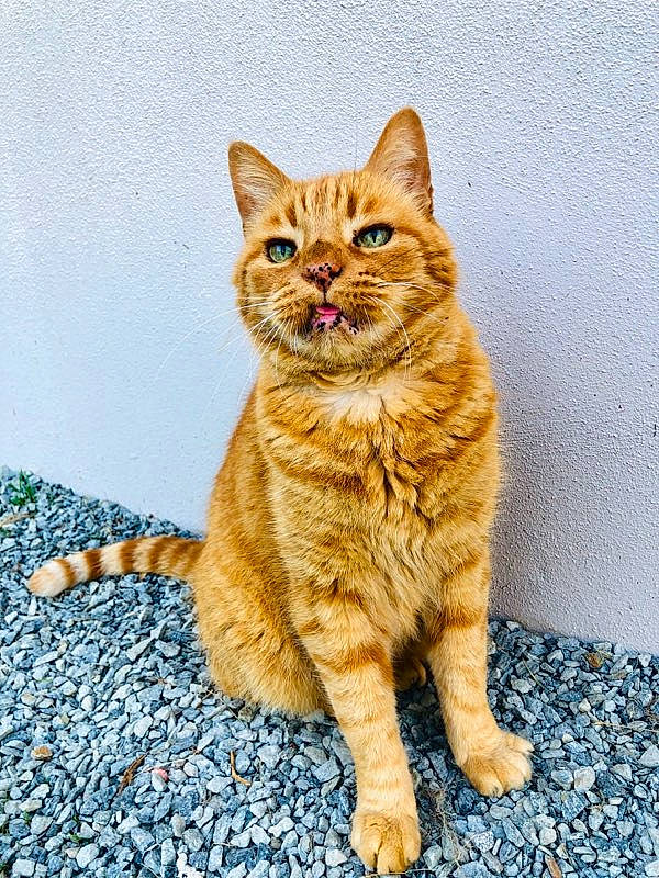 Oliver participe au concours pour gagner de l'argent avec cette photo : art, carnivore, cat, claw, domestic_short_haired_cat, fawn, felidae, flooring, foot, fur, paw, road_surface, sitting, small_to_medium_sized_cats, snout, tail, terrestrial_animal, whiskers
