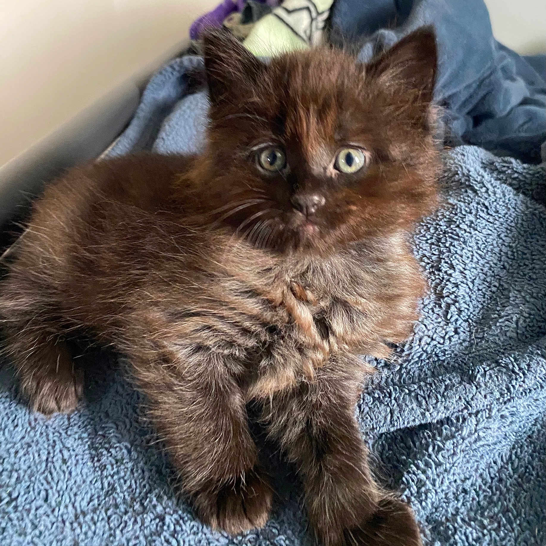 Björk is registered to the contest to win money with this photo: animal, blue_blanket, cat, closeup, cozy, curious, cute, domestic_cat, fur, furry, indoor, kitten, paws, pet, relaxing, sleepy, small, soft, whiskers, young