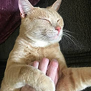 Bubby joined the competition — help win amazing prizes! cat, closeup, comfort, couch, cozy, domestic_animal, feline, fur, hand, human_hand, indoor, mammal, orange_tabby, paw, pet, pink_nose, relaxation, resting, sleeping, whiskers