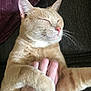 cat, closeup, comfort, couch, cozy, domestic_animal, feline, fur, hand, human_hand, indoor, mammal, orange_tabby, paw, pet, pink_nose, relaxation, resting, sleeping, whiskers