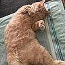 bed, belly_up, cat, closed_eyes, cozy, cute, domestic_animal, furry, ginger_cat, indoor, nap, orange_fur, paws, pet, relaxed, sleeping, sofa, striped_towel, towel, whiskers