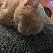 Twinnie joined the competition — help win amazing prizes! cat, sleeping_cat, pet, whiskers, fur, close_up, indoor, couch, cushion, nap, relaxed, ear, nose, portrait, domestic_animal, cozy, bedding, furniture, home, feline