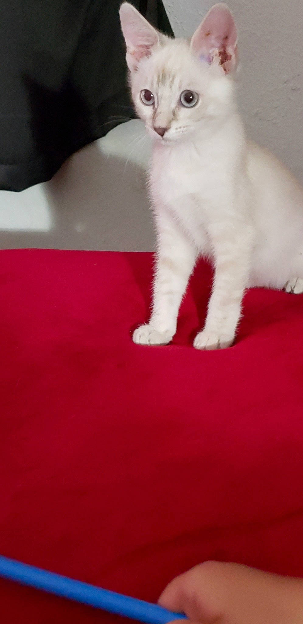 Jezebel is registered to the contest to win money with this photo: carmine, carnivore, carpet, cat, claw, comfort, domestic_short_haired_cat, felidae, flooring, foot, fur, paw, small_to_medium_sized_cats, snout, tail, whiskers