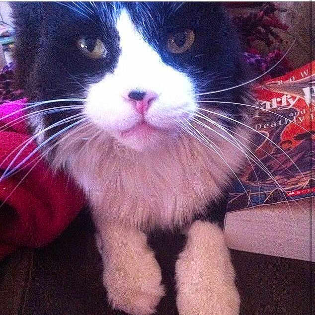 Oreo