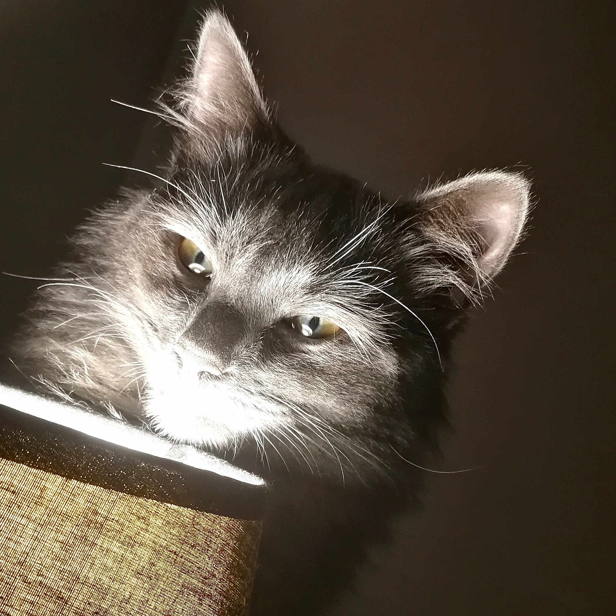 Gaston