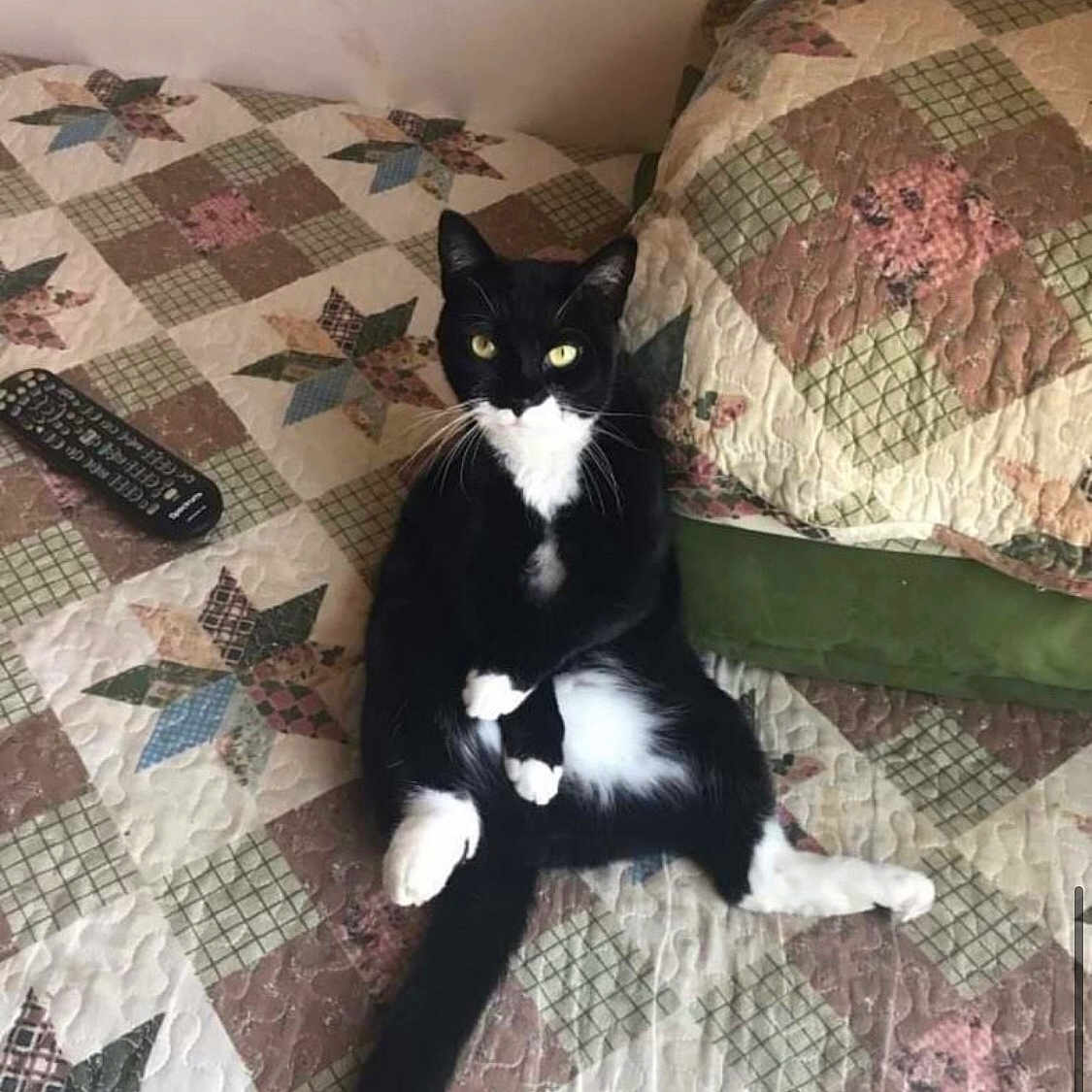 Oreo is registered to the contest to win money with this photo: animal, bed, black_and_white, cat, cushion, cute, feline, funny_pose, home, indoor, looking_at_camera, paws, pet, quilt, relaxed, remote_control, sitting, tail, tuxedo_cat, whiskers