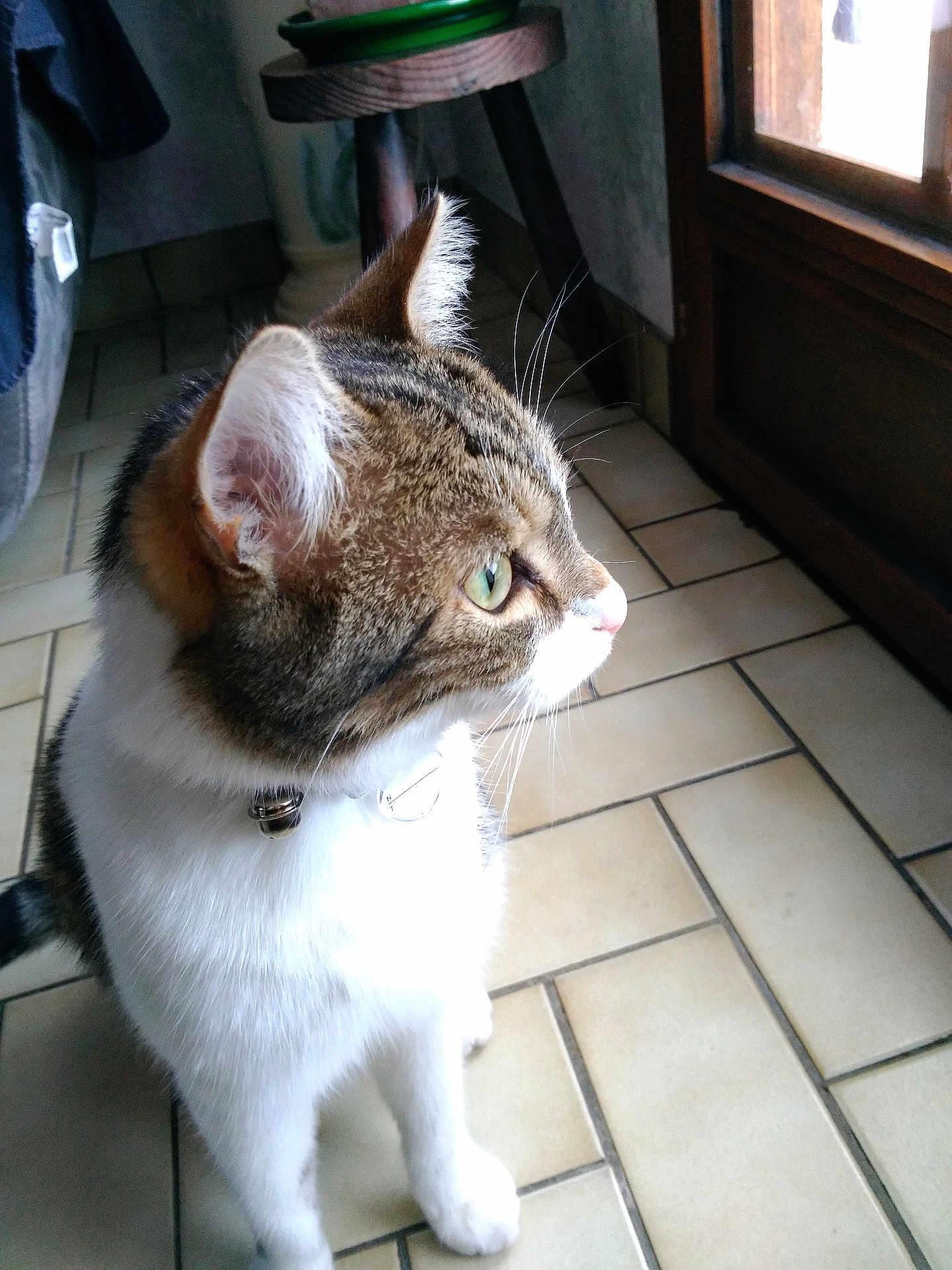 Sanka participe au concours pour gagner de l'argent avec cette photo : animal, cat, collar, curious, domestic_animal, ears, feline, floor, green_eyes, indoor, pet, side_view, sitting, sunlight, tabby, tiled_floor, whiskers, white_fur, window, wooden_furniture