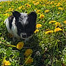 puppy, dog, grass, dandelion, flower, spring, outdoor, sunny, nature, cute, small, black_and_white, animal, young, pet, field, greenery, daylight, flora, closeup