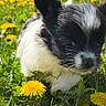puppy, dog, black_and_white, fluffy, grass, dandelion, flower, outdoor, nature, sunlight, greenery, cute, small, young, animal, pet, field, closeup, curious, spring