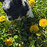 puppy, dog, grass, dandelion, flower, outdoor, nature, greenery, sunlight, cute, small, animal, pet, fur, black_and_white, plant, field, daylight, young, exploration