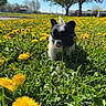 puppy, dog, grass, dandelions, flower_field, spring, outdoor, nature, greenery, tree, blossom, pink_flower, sunny, blue_sky, cute, small_dog, animal, tongue_out, playful, young_dog