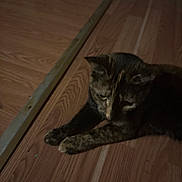Puddin is registered to the contest to win money with this photo: animal, black, brown, calm, cat, close_up, domestic, feline, flooring, fur, indoor, laying, low_light, metal, pet, quiet, resting, shadow, strip, wooden_floor