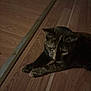 animal, black, brown, calm, cat, close_up, domestic, feline, flooring, fur, indoor, laying, low_light, metal, pet, quiet, resting, shadow, strip, wooden_floor