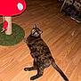 Puddin is registered to the contest to win money with this photo: animal, cat, cat_scratching_post, cozy, curious, domestic_animal, feline, flooring, furniture, home, indoor, looking_back, mushroom_shaped, pet, playful, relaxed, shoes, tortoiseshell_cat, toy_bird, wooden_floor