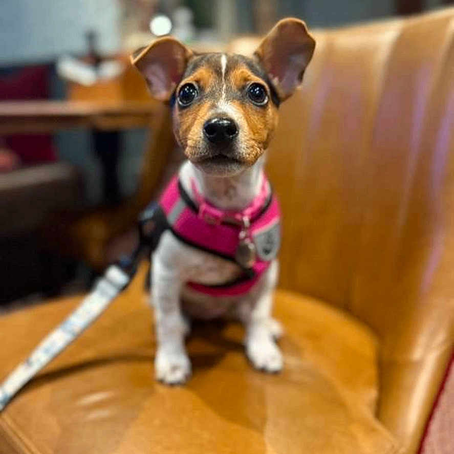 Amara joined the competition — help win amazing prizes! alert, animal, blurred_background, brown, companion, cute, dog, ears, eyes, furniture, indoor, leash, leather_chair, nose, pet, pink_harness, puppy, sitting, small_dog, white