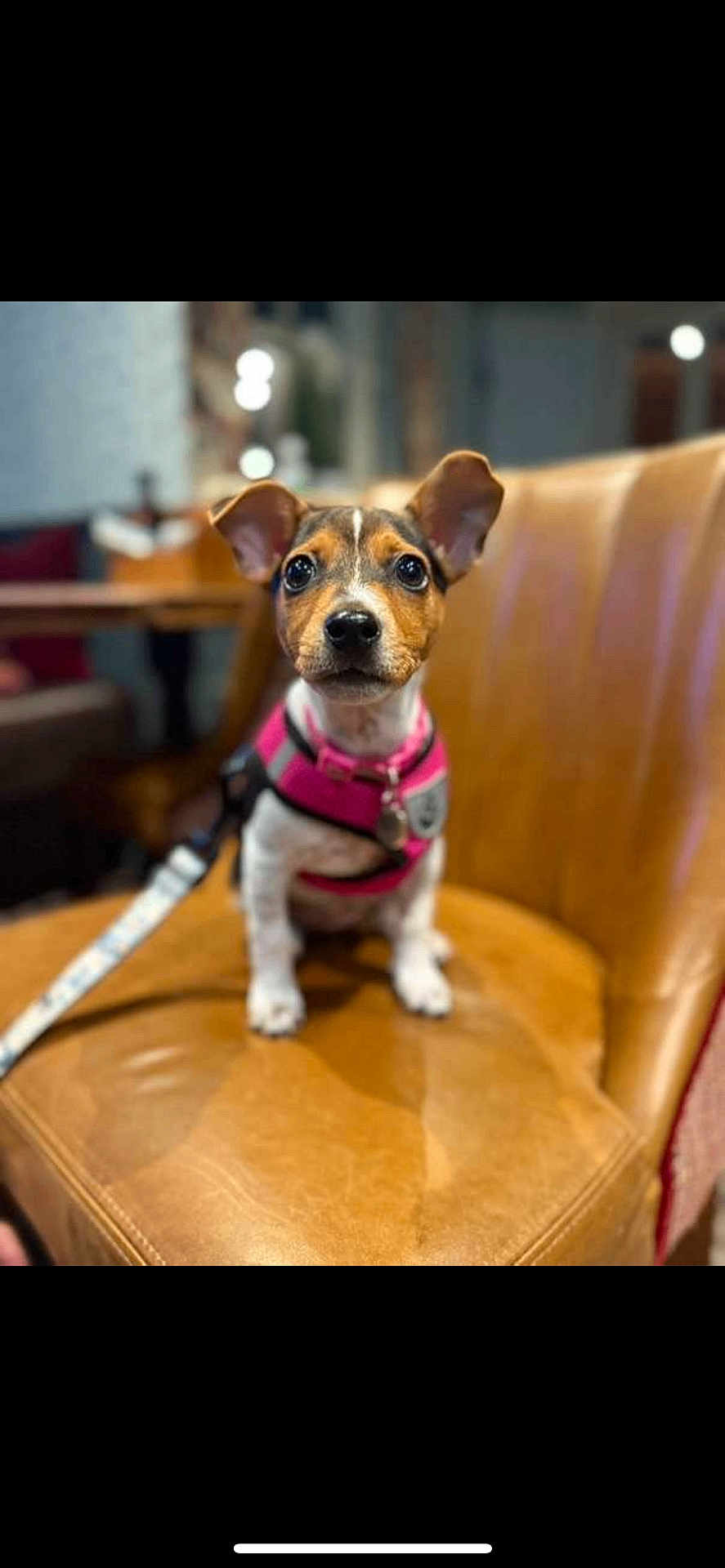 Amara joined the competition — help win amazing prizes! alert, animal, blurred_background, brown, companion, cute, dog, ears, eyes, furniture, indoor, leash, leather_chair, nose, pet, pink_harness, puppy, sitting, small_dog, white