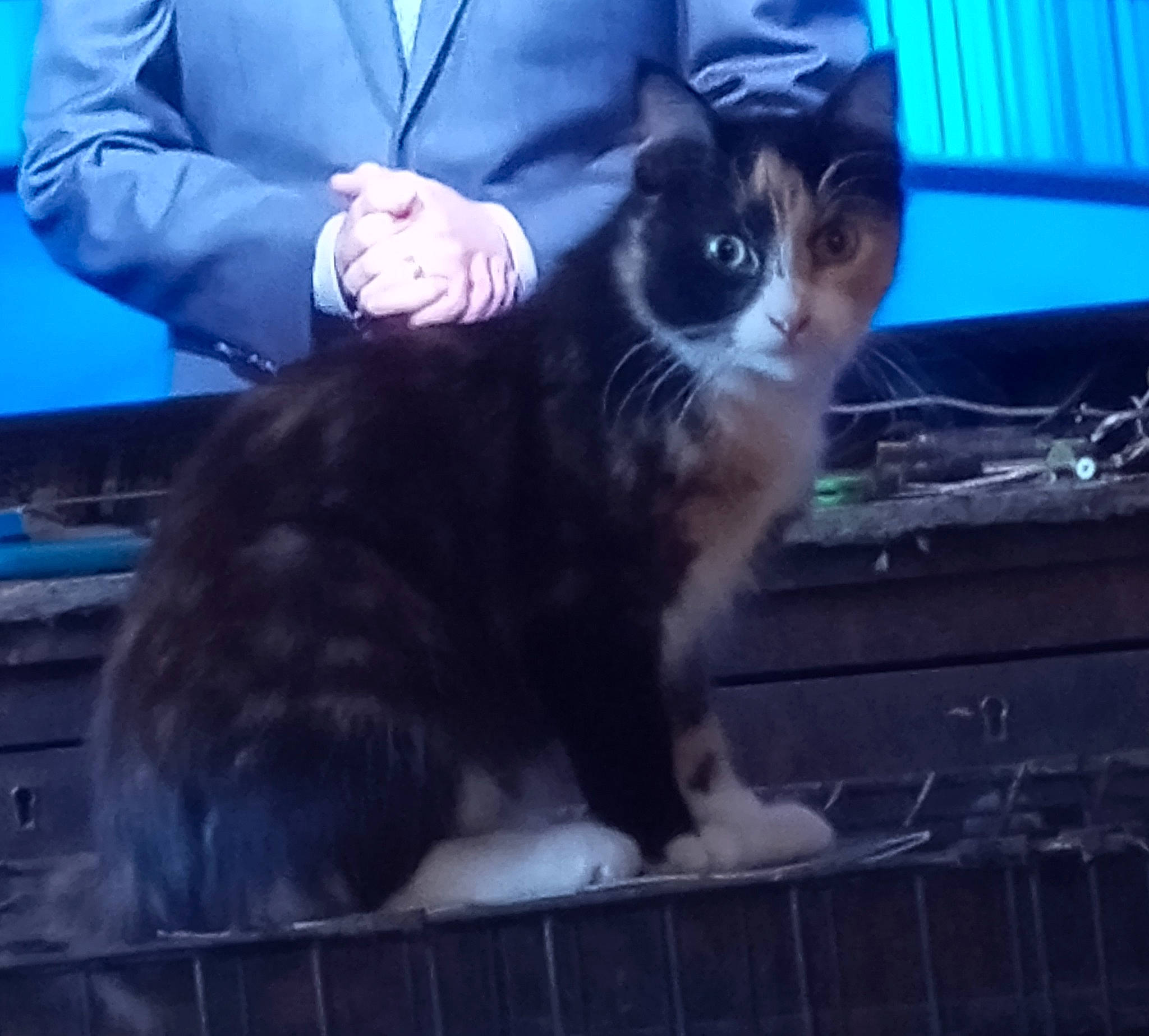 Catalina is registered to the contest to win money with this photo: blazer, carnivore, cat, claw, domestic_short_haired_cat, electric_blue, felidae, formal_wear, fur, gesture, lap, paw, sitting, sleeve, small_to_medium_sized_cats, snout, suit, tail, tie, whiskers