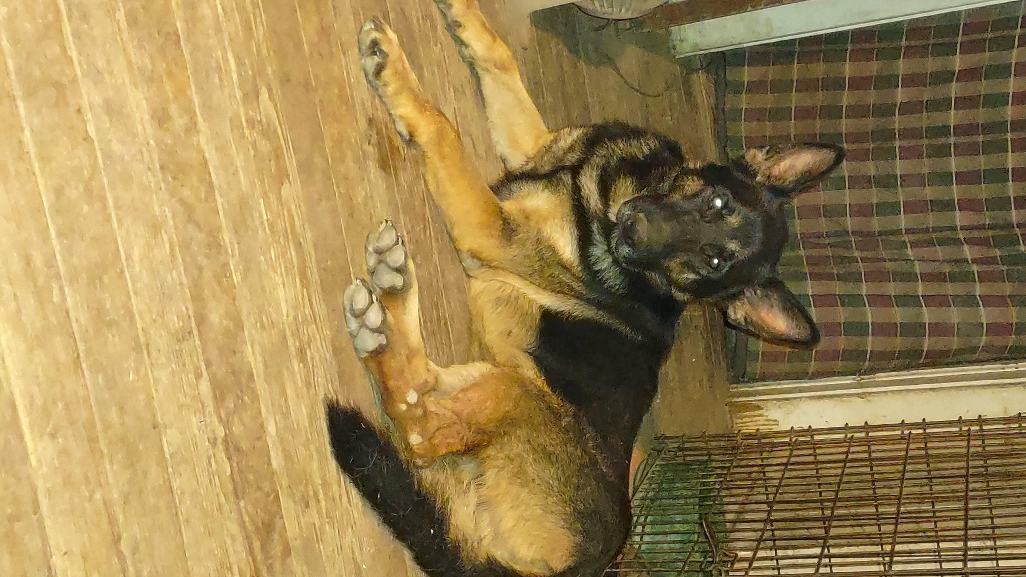 Ikon joined the competition — help win amazing prizes! canidae, carnivore, claw, companion_dog, dog, dog_breed, fur, guard_dog, hardwood, paw, sporting_group, tail, terrestrial_animal, whiskers, wildlife, window, wood, working_animal