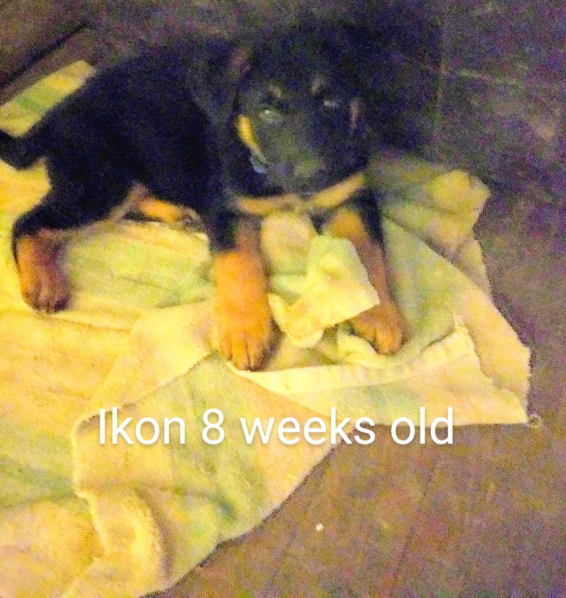 Ikon