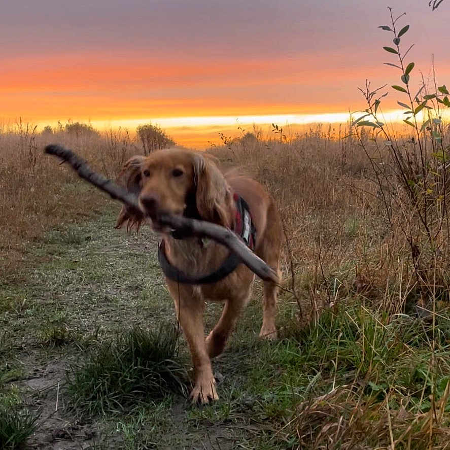 Rusty is registered to the contest to win money with this photo: animal, canine, dog, face, field, grass, grassland, head, hunting, labradorretriever, nature, outdoors, person, pet, photography, plant, portrait, puppy, sky, vegetation