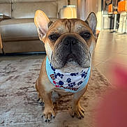 Enzo joined the competition — help win amazing prizes! dog, french_bulldog, bandana, carpet, living_room, sofa, floor, tile, paw_prints, pet, animal, indoor, cute, portrait, brown, ears, face, sitting, home, cozy
