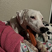 Daisy is registered to the contest to win money with this photo: dog, white_dog, chew_toy, blanket, pink_blanket, patterned_blanket, indoor, pet, cozy, resting, animal, canine, paw, snout, ear, collar, laying_down, texture, soft, home
