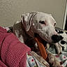 dog, white_dog, chew_toy, blanket, pink_blanket, patterned_blanket, indoor, pet, cozy, resting, animal, canine, paw, snout, ear, collar, laying_down, texture, soft, home