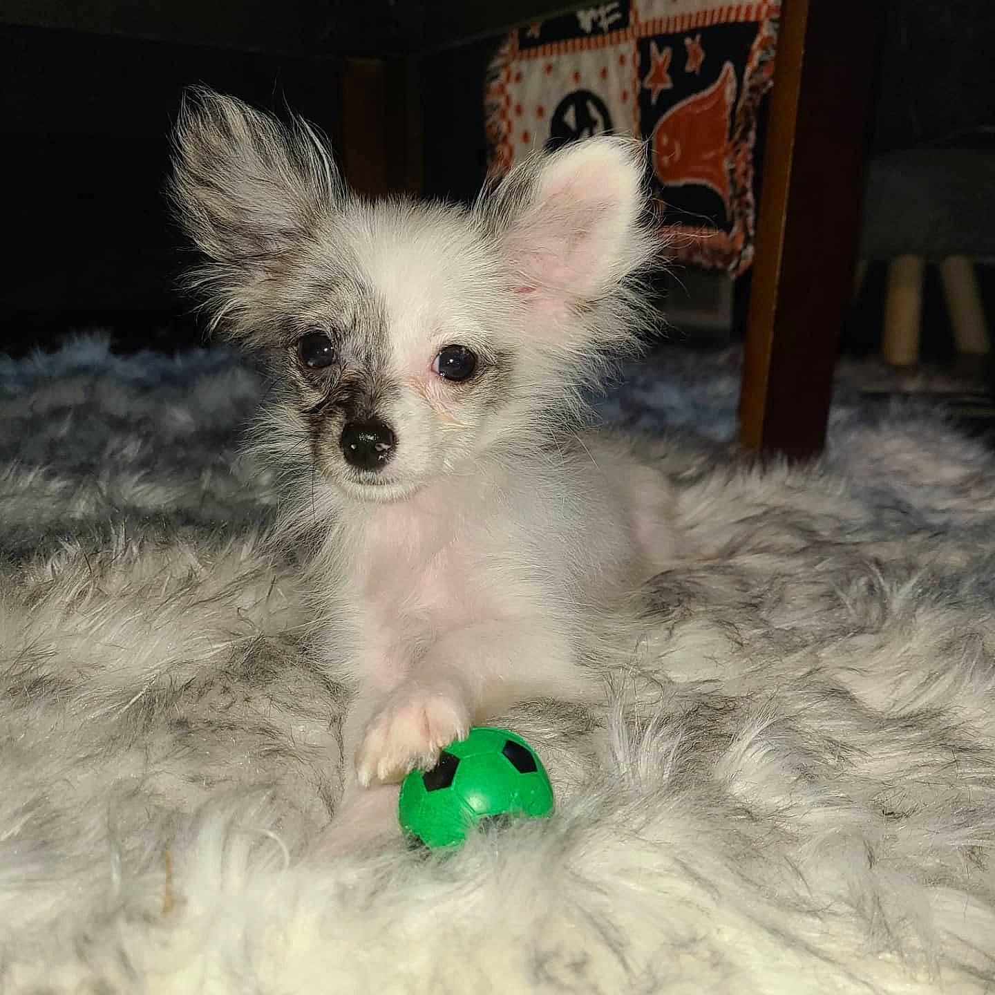 Anikan is registered to the contest to win money with this photo: canidae, carnivore, companion_dog, dog, dog_breed, dog_supply, fawn, fur, maltepoo, non_sporting_group, paw, pet_supply, picture_frame, small_terrier, snout, sporting_group, terrier, toy_dog, whiskers, working_animal