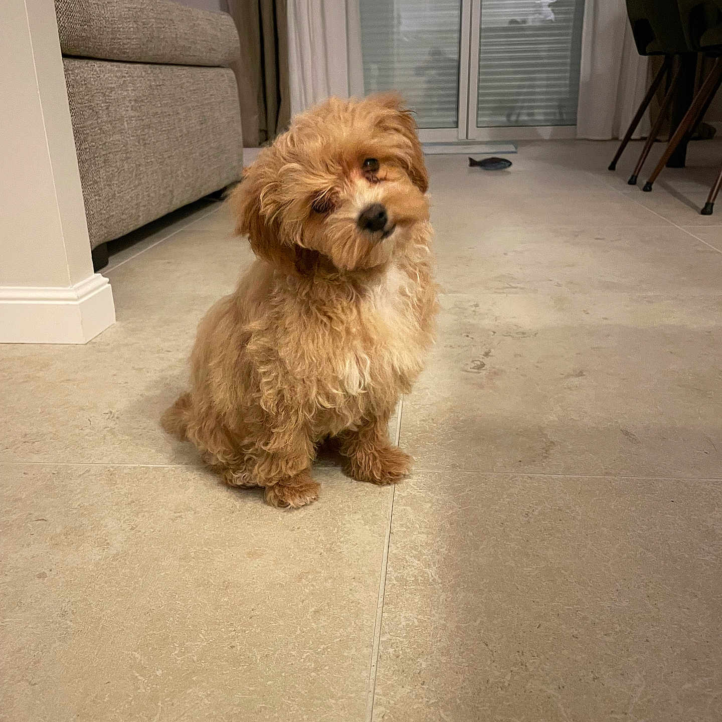 Woody a rejoint le concours — aidez-le/la à gagner de superbes lots ! animal, architecture, building, canine, chair, clothing, couch, dog, footwear, furniture, hardwood, indoors, interiordesign, livingroom, pet, poodle, puppy, room, shoe, wood