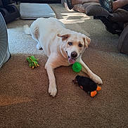 Otis is registered to the contest to win money with this photo: dog, toy, carpet, indoor, pet, recliner, person, footwear, slippers, furniture, living_room, relaxing, smiling, tongue_out, white_dog, plush_toy, green_ball, brown_carpet, casual, home