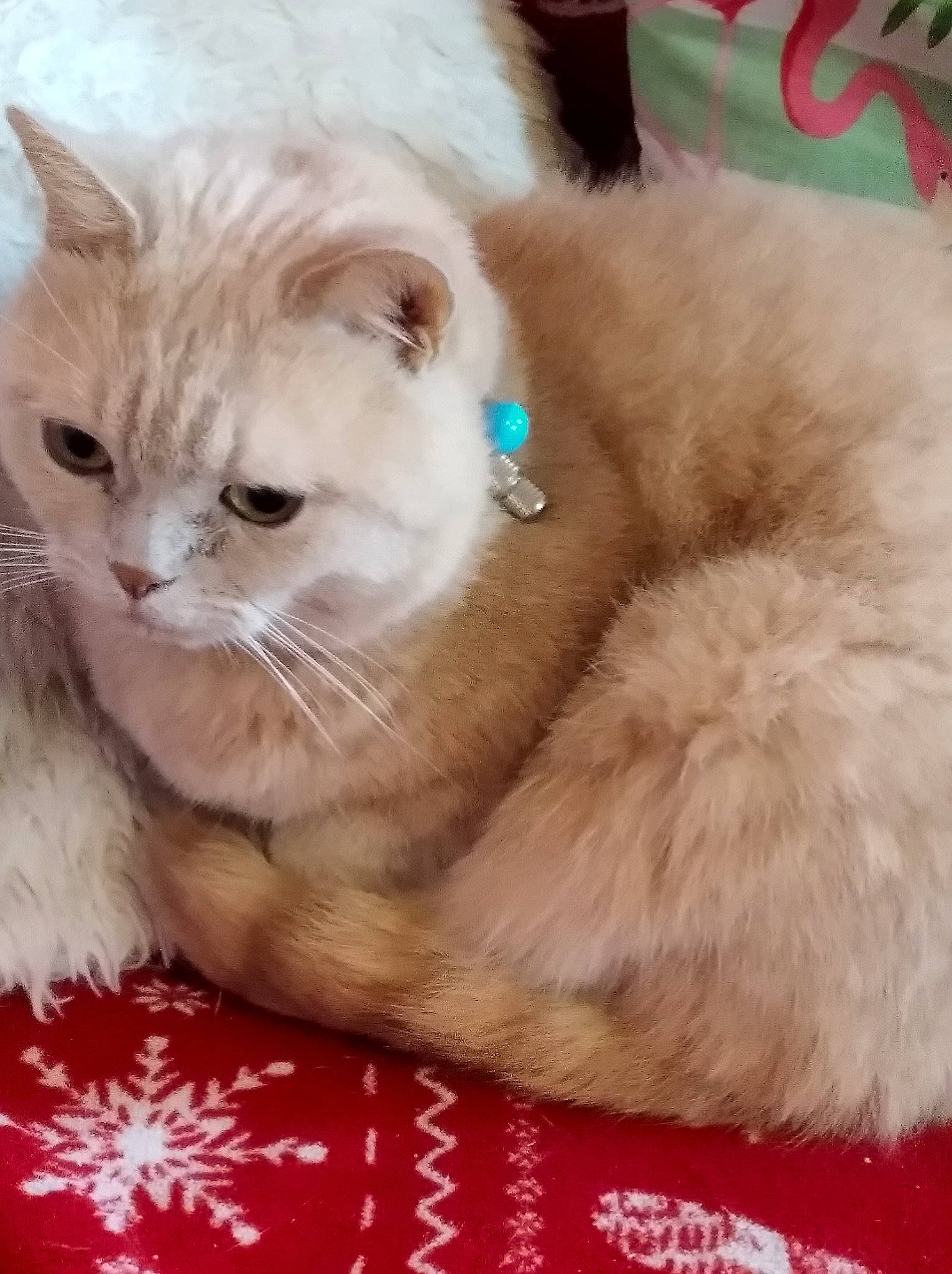 Flocons a rejoint le concours — aidez-le/la à gagner de superbes lots ! asian, asian_semi_longhair, british_longhair, british_semi_longhair, carnivore, cat, domestic_long_haired_cat, fawn, felidae, fur, kitten, mammal, napoleon_cat, persian, ragamuffin, ragdoll, selkirk_rex, small_to_medium_sized_cats, vertebrate, whiskers