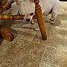 Lilman is registered to the contest to win money with this photo: animal, chihuahua, close_up, curious, cute, dog, ears, floor, four_legs, furniture, home, indoor, looking_down, paw, pet, small_dog, snout, tile_floor, white_dog, wooden_chair
