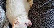 Lilman joined the competition — help win amazing prizes! animal, blanket, closeup, comfort, cozy, cute, dog, fur, indoor, nap, pattern, paw, pet, relaxing, resting, sleeping, small_dog, snuggle, texture, white_dog
