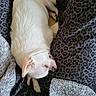 animal, blanket, closeup, comfort, cozy, cute, dog, fur, indoor, nap, pattern, paw, pet, relaxing, resting, sleeping, small_dog, snuggle, texture, white_dog