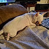 Lilman is registered to the contest to win money with this photo: animal, blanket, canine, couch, cozy, dog, ears, fur, furniture, house, indoor, patterned_blanket, pet, relaxing, resting, room, small_dog, television, watching, white_dog