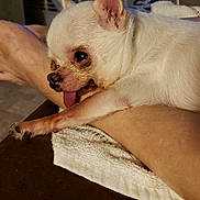 Lilman joined the competition — help win amazing prizes! animal, arm, blanket, carpet, chihuahua, companion, cozy, cute, dog, foot, furry, home, human, indoor, pet, relaxed, resting, small_dog, tongue_out, white_dog