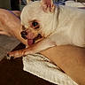 animal, arm, blanket, carpet, chihuahua, companion, cozy, cute, dog, foot, furry, home, human, indoor, pet, relaxed, resting, small_dog, tongue_out, white_dog