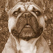 Hyron a rejoint le concours — aidez-le/la à gagner de superbes lots ! alert, animal, canine, chest, close_up, dog, ears, expression, face, french_bulldog, fur, looking_up, muzzle, nature, nostrils, outdoor, pet, portrait, sepia, whiskers