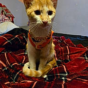 Gizmo joined the competition — help win amazing prizes! cat, kitten, orange_cat, white_cat, pet, animal, indoor, blanket, plaid, red_blanket, harness, pumpkin, cute, fur, whiskers, ears, tail, sitting, wall, bed