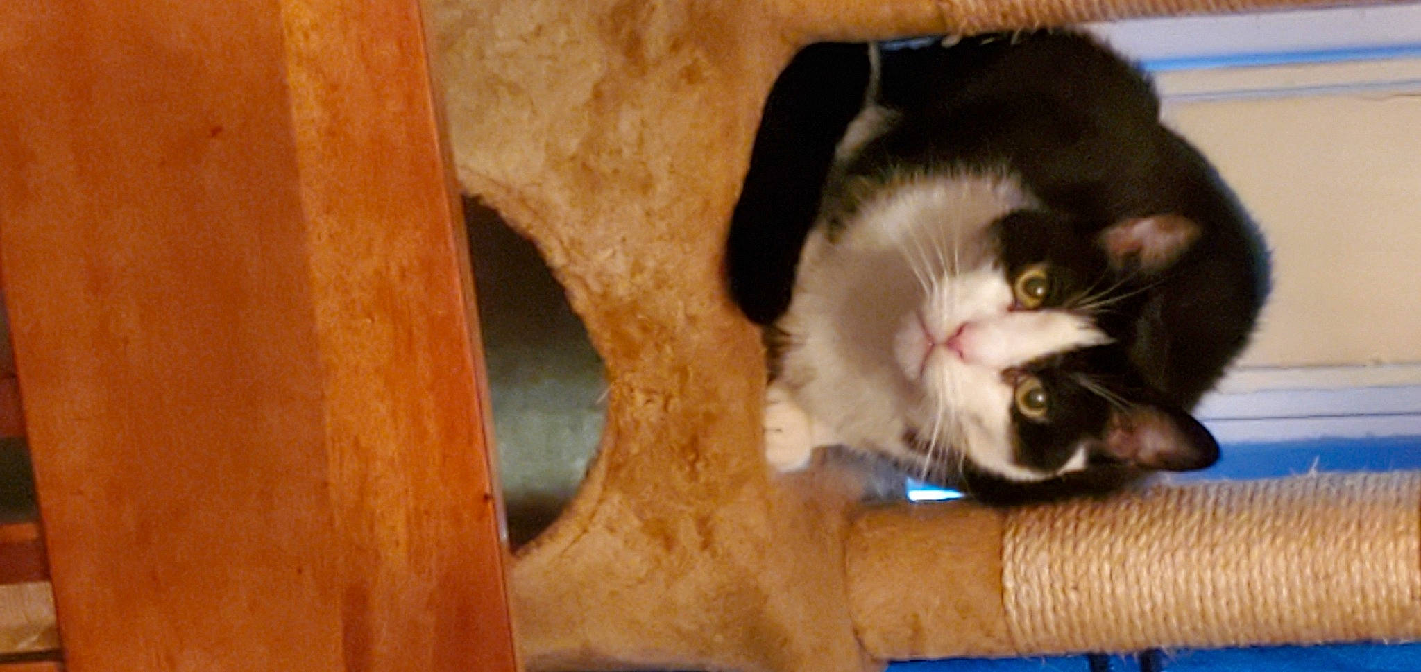 Brutus joined the competition — help win amazing prizes! carnivore, cat, cat_supply, domestic_short_haired_cat, felidae, fur, hardwood, paw, small_to_medium_sized_cats, snout, tail, whiskers, wood