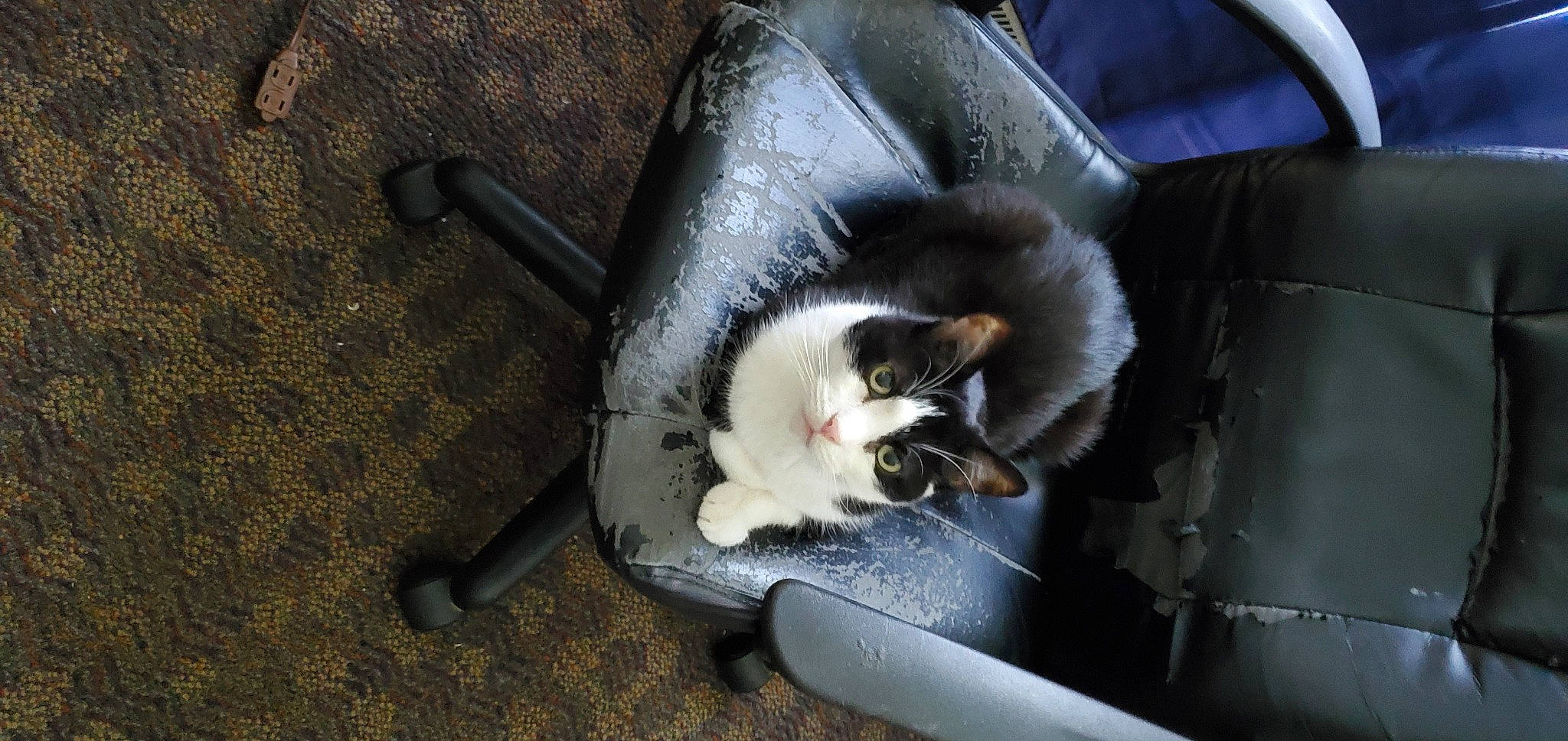 Brutus is registered to the contest to win money with this photo: automotive_exterior, canidae, carnivore, cat, cat_supply, chair, comfort, companion_dog, dog_breed, domestic_short_haired_cat, felidae, fur, pet_supply, small_to_medium_sized_cats, sporting_group, tail, vehicle_door, whiskers