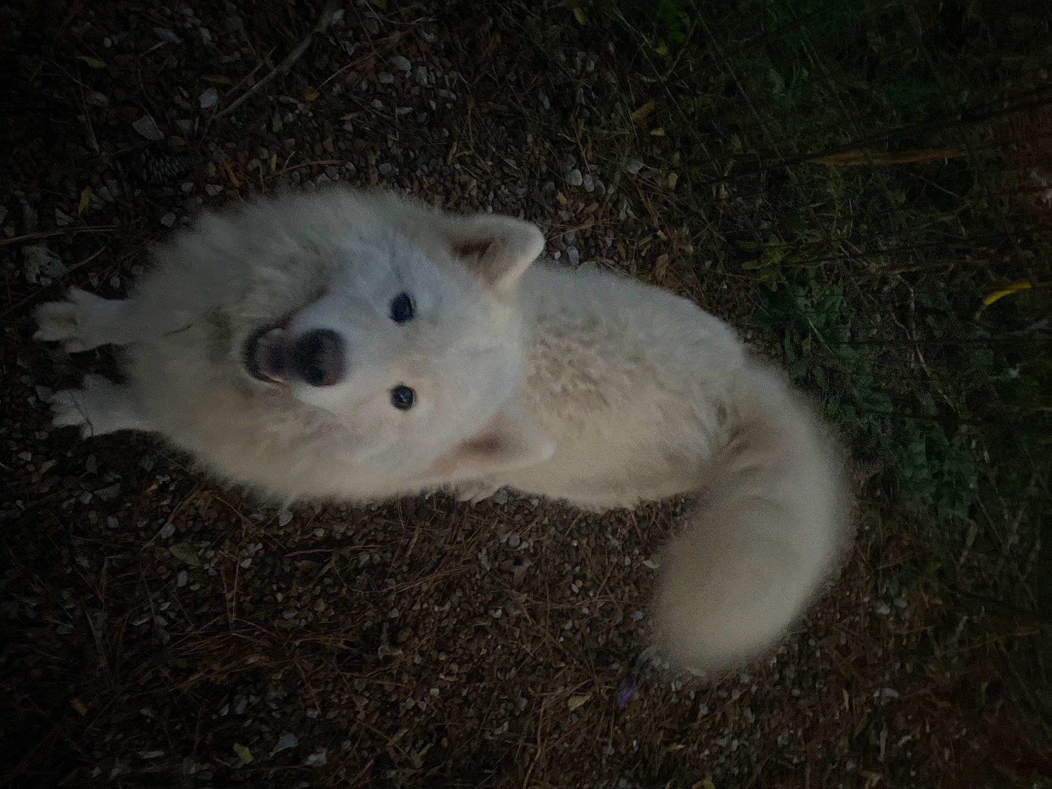 Angel joined the competition — help win amazing prizes! arctic_fox, berger_blanc_suisse, canidae, carnivore, dog_breed, kintamani, mammal, vertebrate