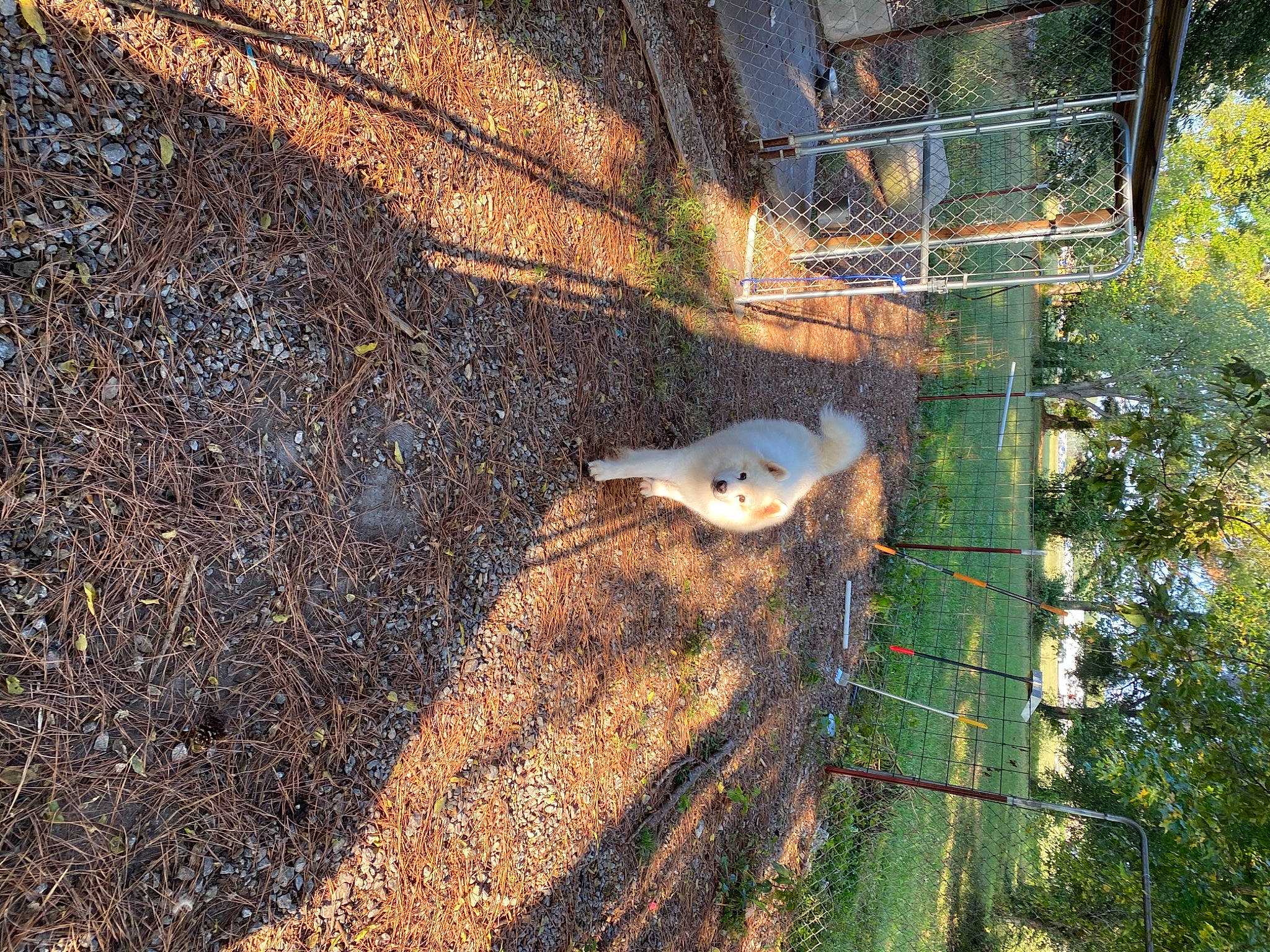 Samuel is registered to the contest to win money with this photo: adaptation, plant, rodent, tail, tree