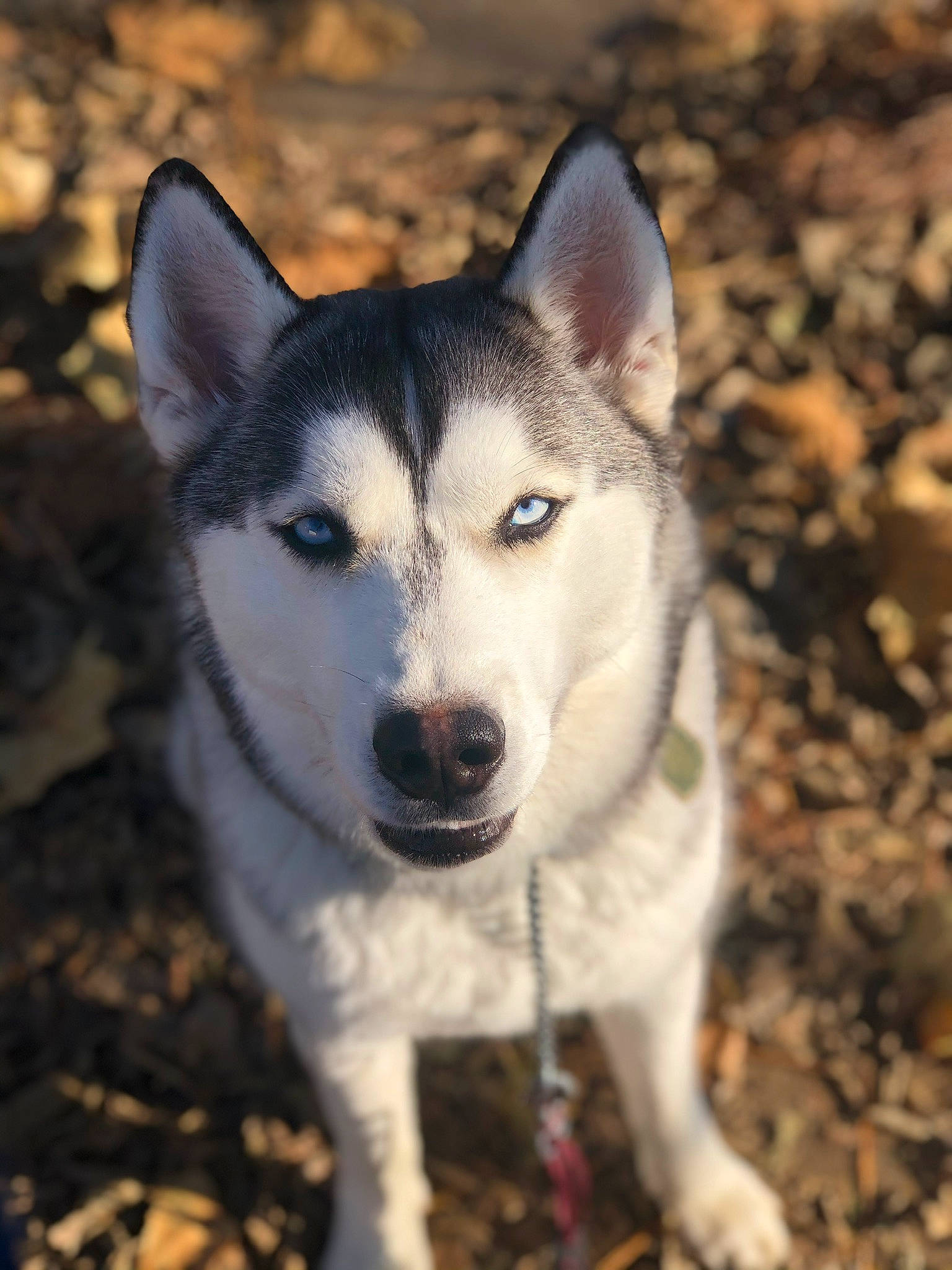 Akira is registered to the contest to win money with this photo: alaskan_malamute, canadian_eskimo_dog, canidae, carnivore, dog, dog_breed, east_siberian_laika, greenland_dog, mammal, native_american_indian_dog, northern_inuit_dog, saarloos_wolfdog, sakhalin_husky, seppala_siberian_sleddog, siberian_husky, sled_dog, snout, tamaskan_dog, vertebrate, wolfdog
