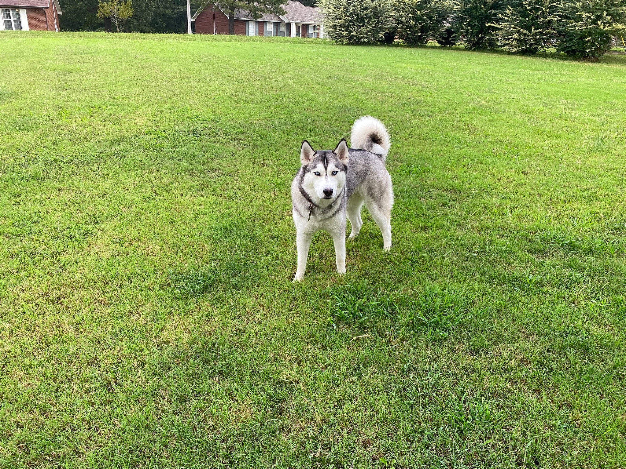 Akira joined the competition — help win amazing prizes! alaskan_malamute, canidae, carnivore, companion_dog, czechoslovakian_wolfdog, dog, dog_breed, east_siberian_laika, grass, greenland_dog, lawn, mammal, northern_inuit_dog, norwegian_elkhound, saarloos_wolfdog, siberian_husky, sled_dog, vertebrate, west_siberian_laika, wolfdog